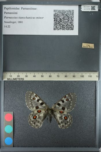 Media type: image;   Entomology 174799